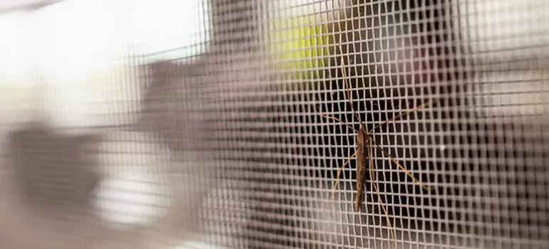 Repair Mosquito Mesh For Windows in Tampa, FL
